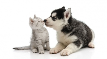 Waschen, Schneiden, Föhnen – Rundumservice für Hunde und Katzen