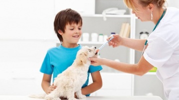 Die regelmäßige Entwurmung vom Haustier für eine lange Gesundheit